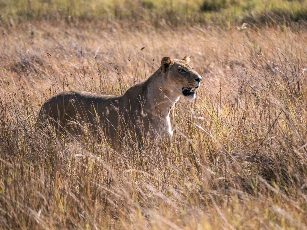 Lioness walking through long grass whilst hunting in Kawhi, Botswana