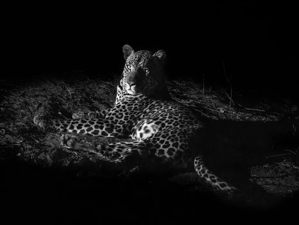 Leopard waiting under a tree spotted during a night game drive in Botswana. The leopard had stashed a warthog kill in the tree earlier in the day so we waited for it to return.