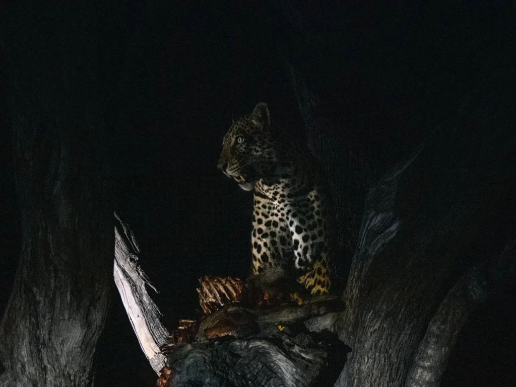 Leopard eating a warthog in a tree spotted during a night game drive in Botswana