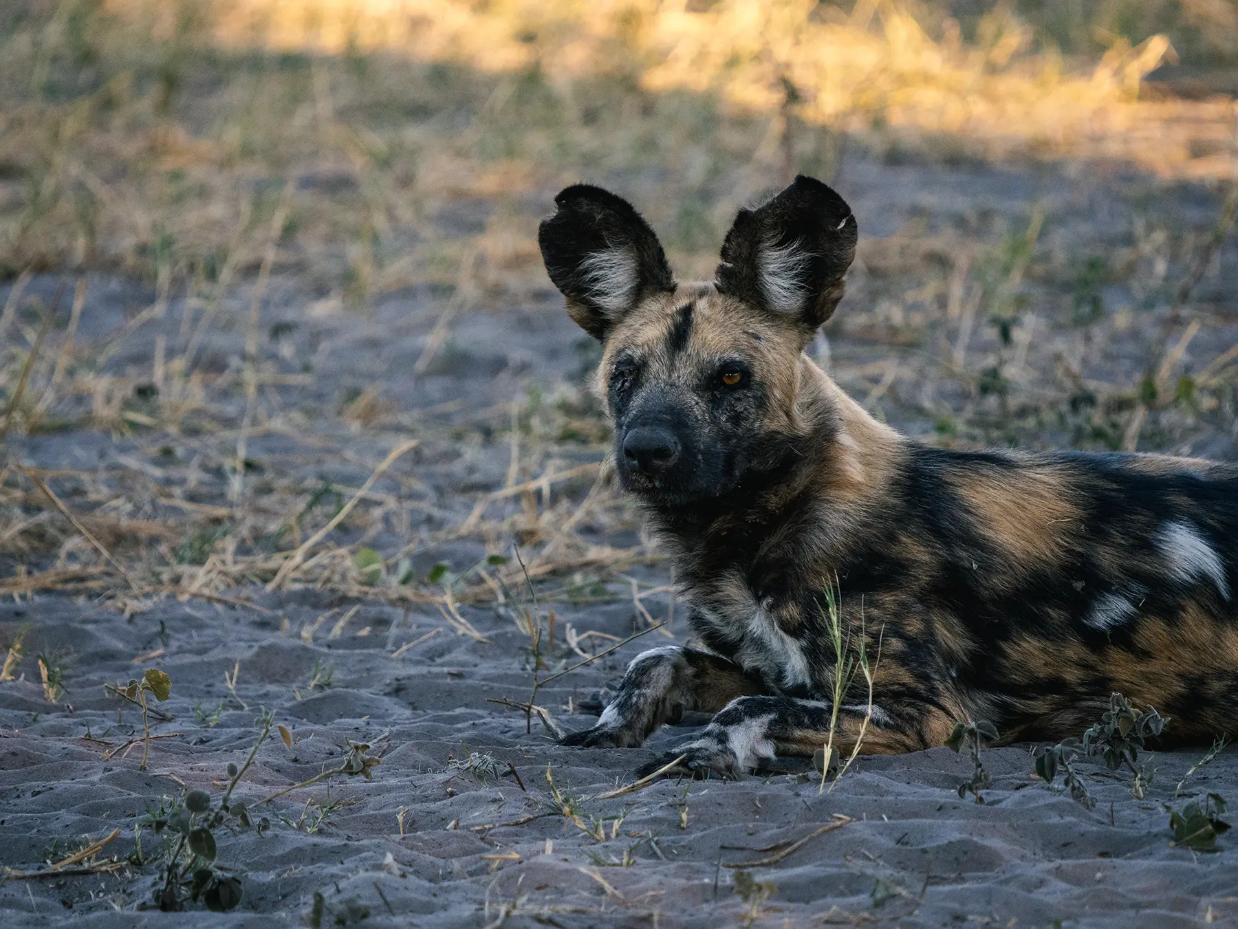 Alpha female wild dog in Savuti, Chobe Botswana. It's a dog eat dog world out there and she injured her eye recently in a fight.