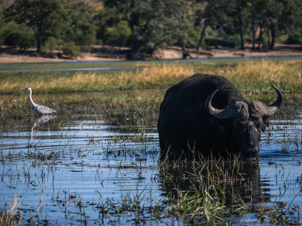 Old age buffalo in retirement on Chobe River Front boat safari, Botswana