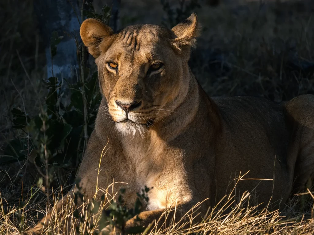Lioness in golden hour, Khwai, Botswana