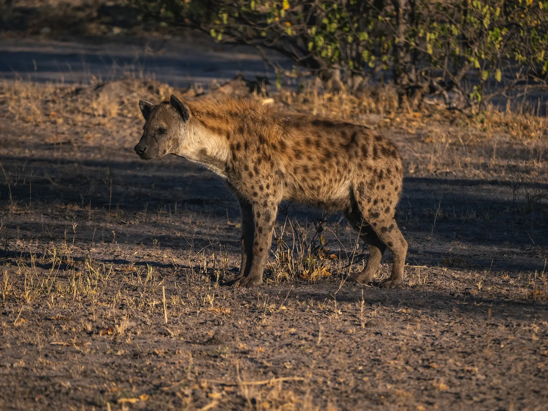 Hyena Khwai, Botswana