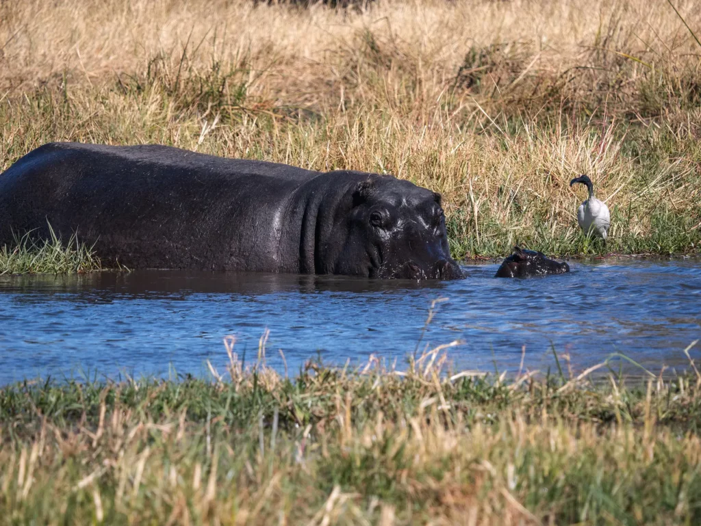 Hippo with calf in Khwai, Botswana