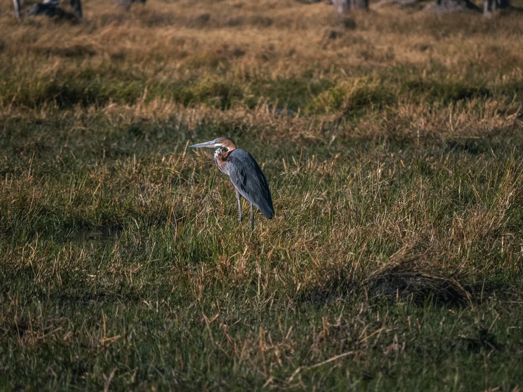 Goliath heron in Khwai Community Area, Botswana
