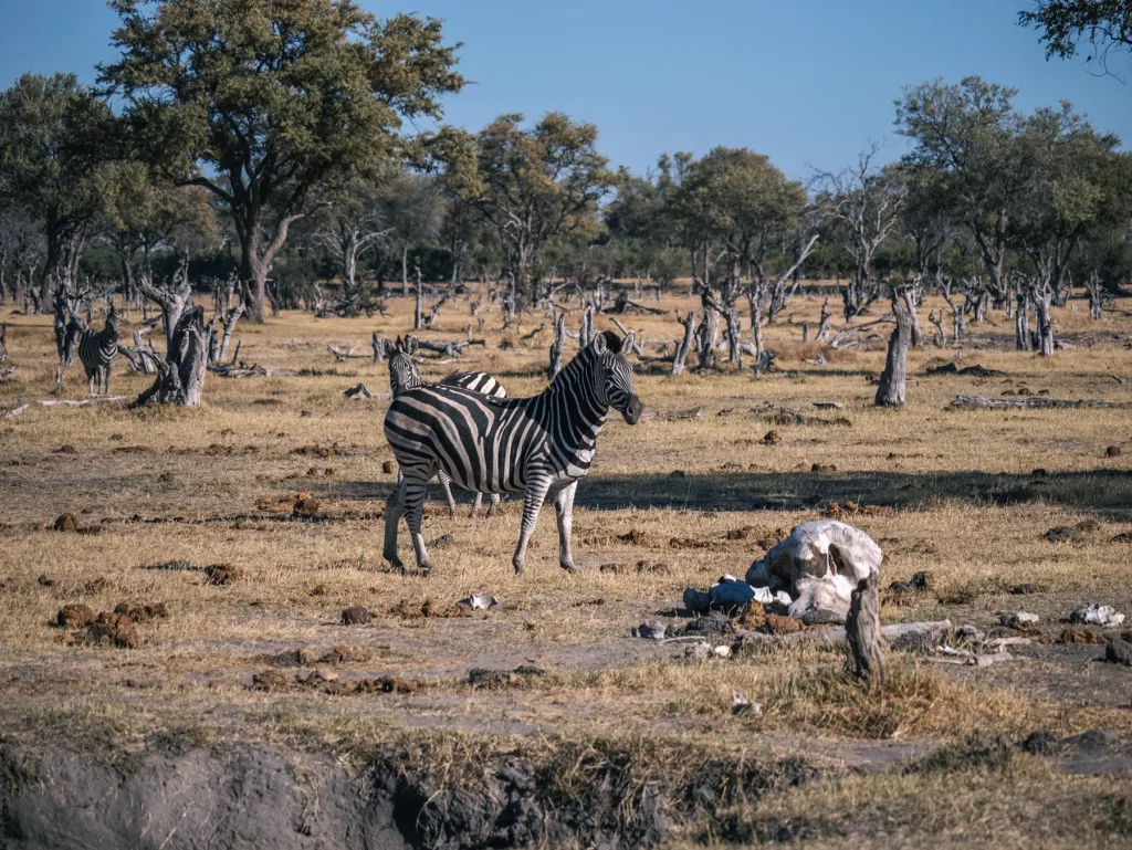 Zebra in Khwai Community Area, Botswana