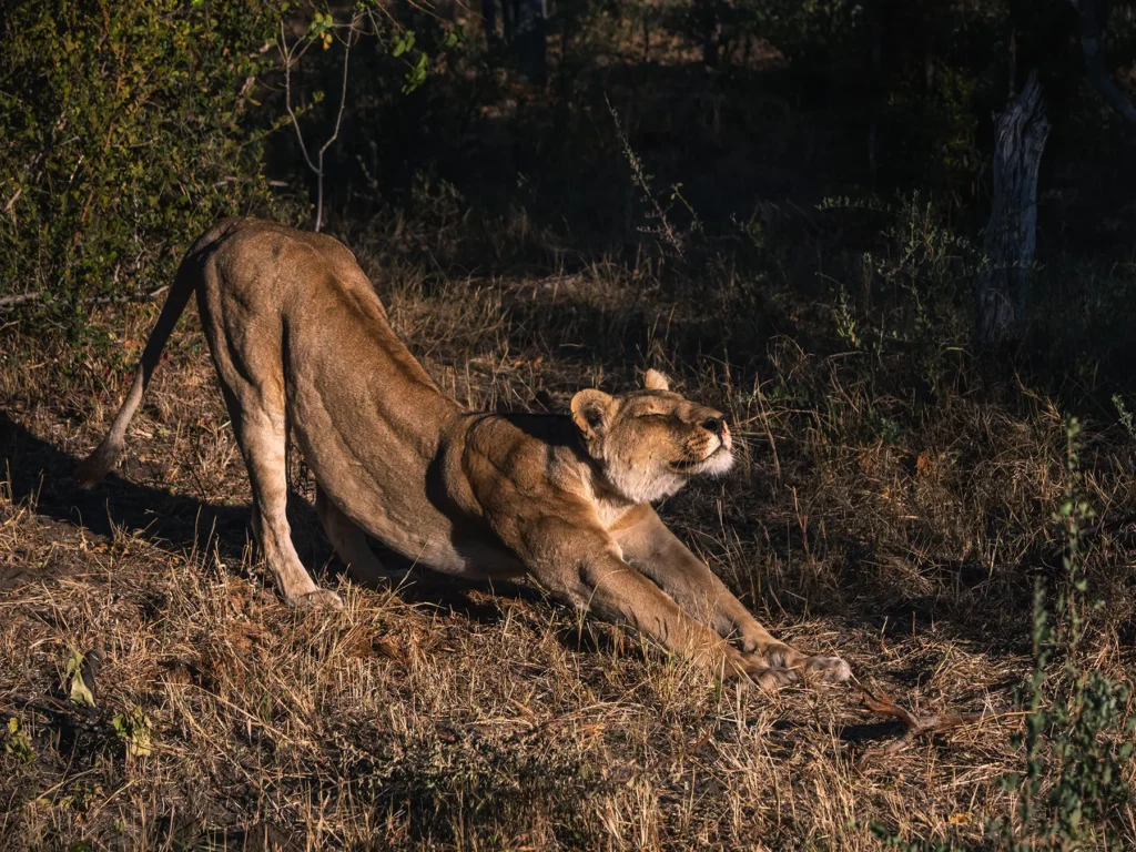 Lioness stretching in Khwai Community Area, Botswana