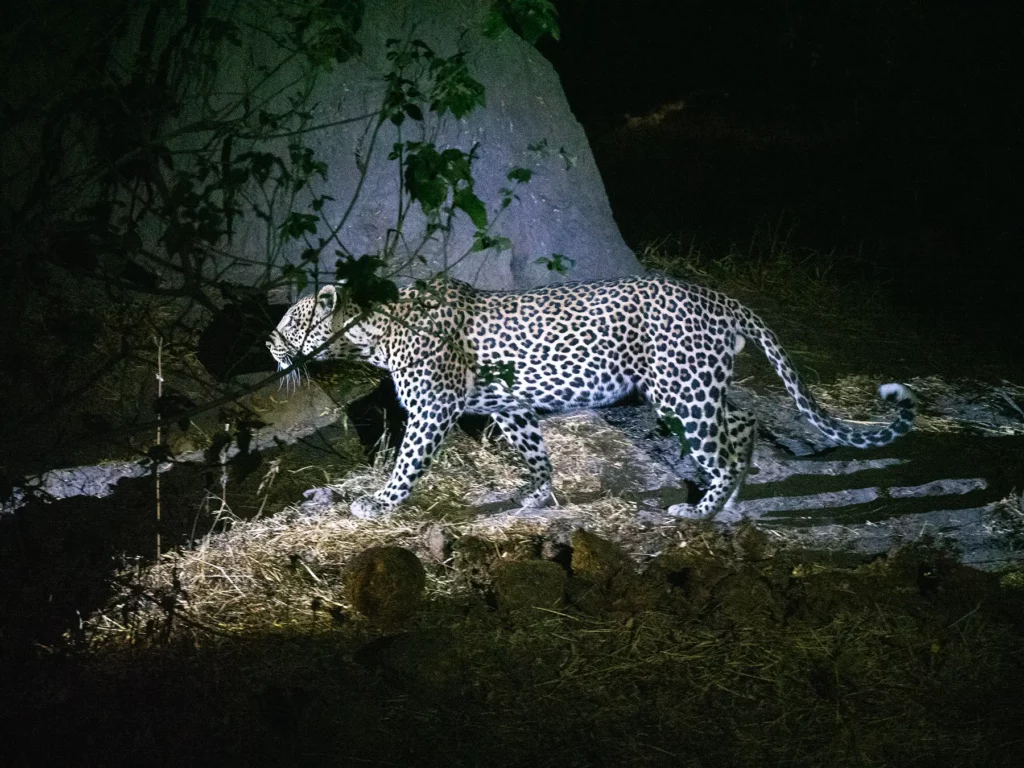 Leopard spotting in nighttime safari in Khwai, Botswana