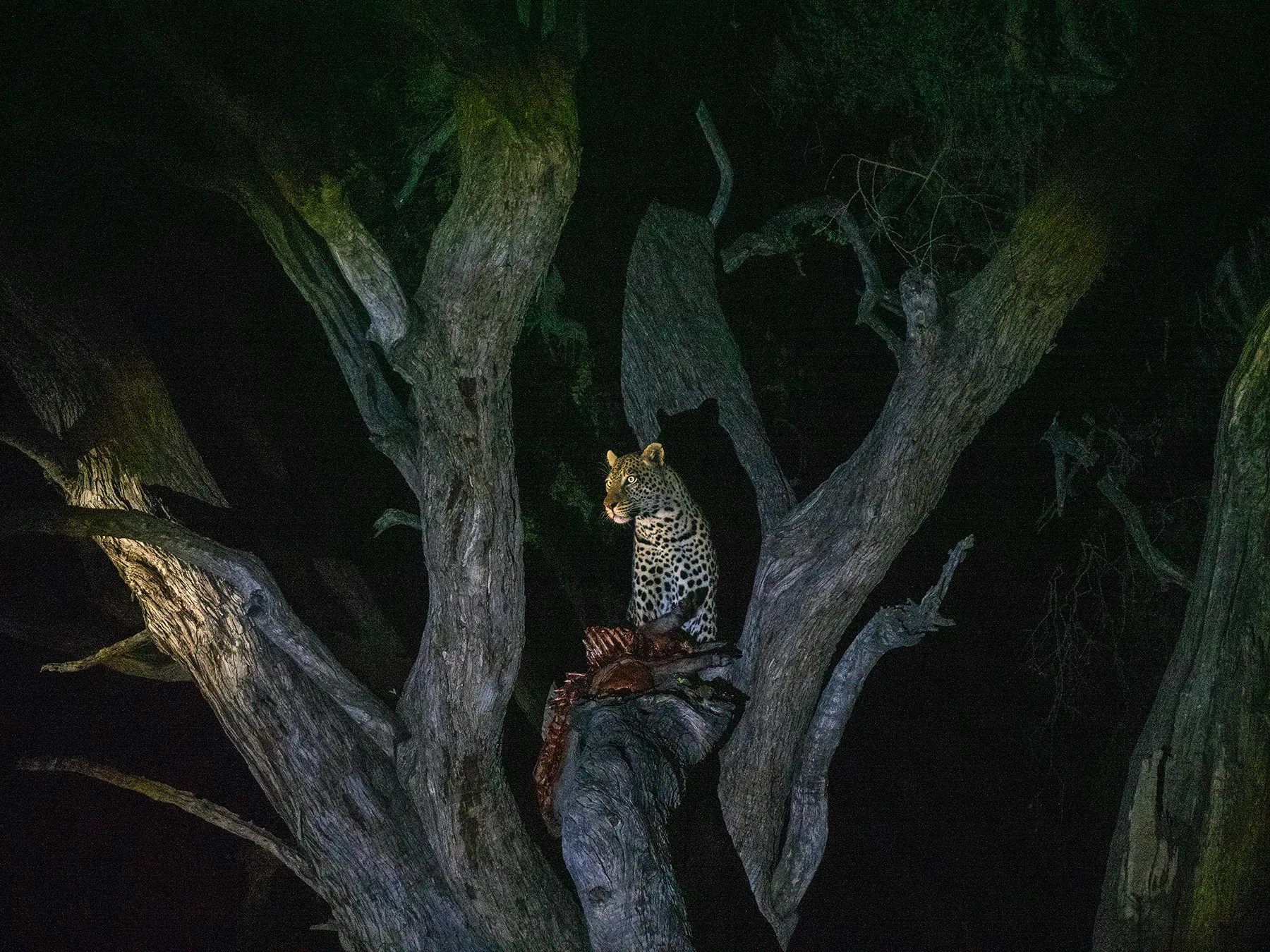Leopard eating a warthog in a tree spotted during a night game drive in Botswana