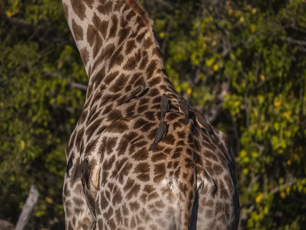 Ox pecker on the back of a giraffe in Moremi Game Reserve, Botswana