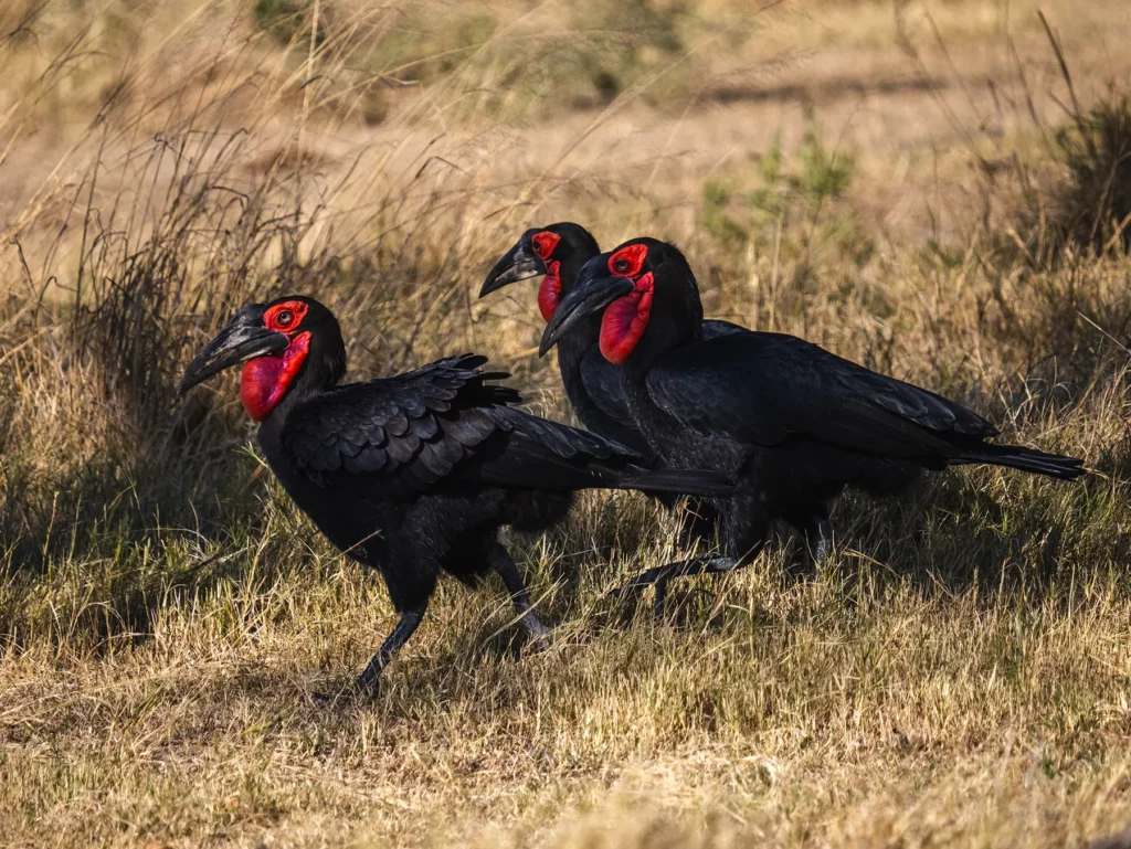 Southern ground hornbills in Moremi Game Reserve, Botswana