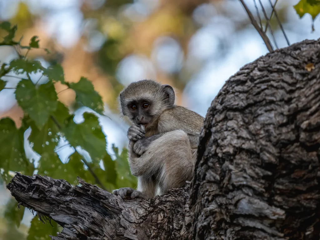 Baby vervet monkey in Moremi Game Reserve, Botswana