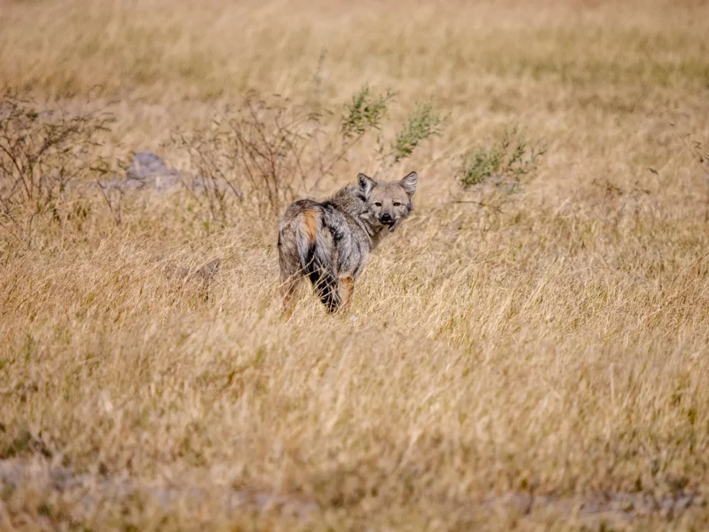 Side-striped Jackal, Moremi Game Reserve, Botswana