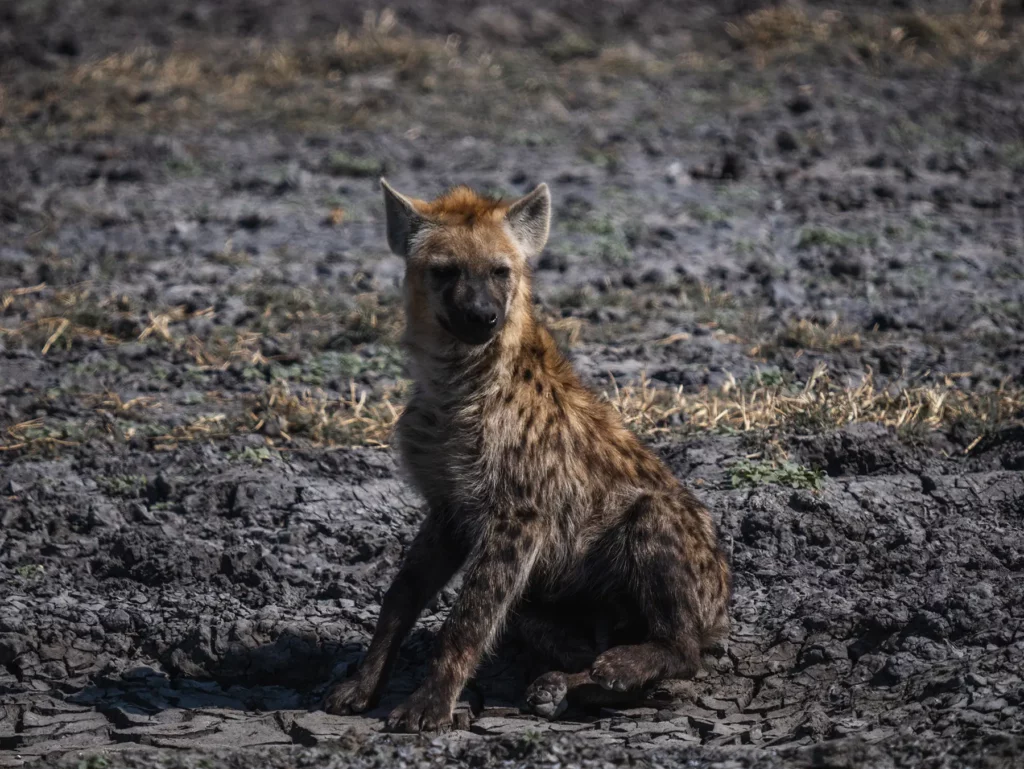 Young hyena, Moremi Game Reserve, Botswana
