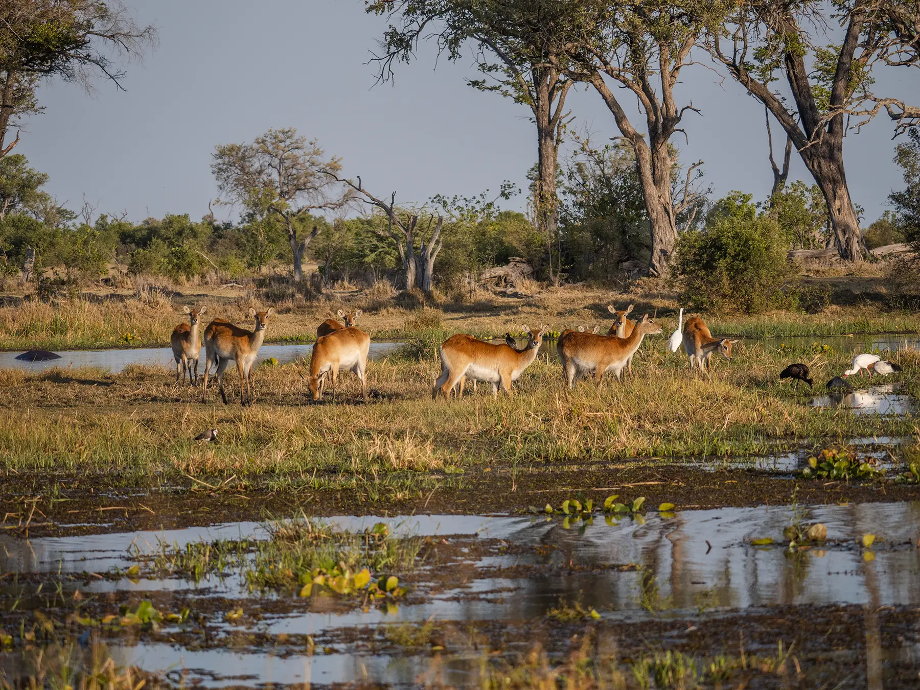 Red lechwes in Moremi Game Reserve, Botswana