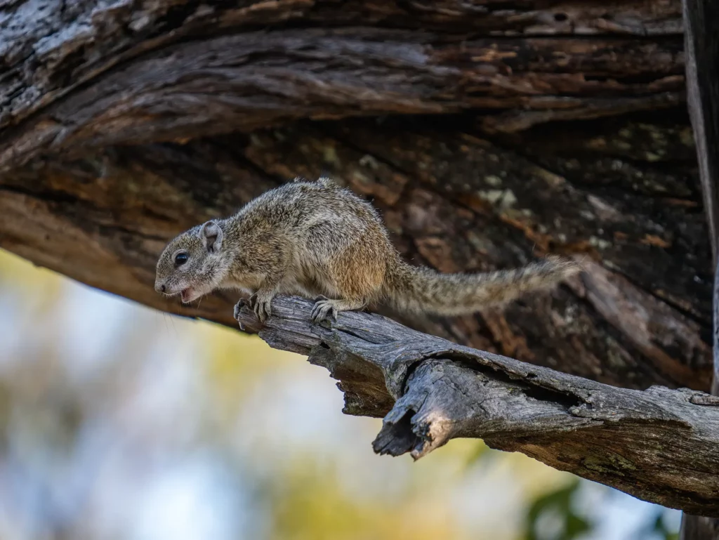 Tree squirrel in Moremi Game Reserve, Botswana