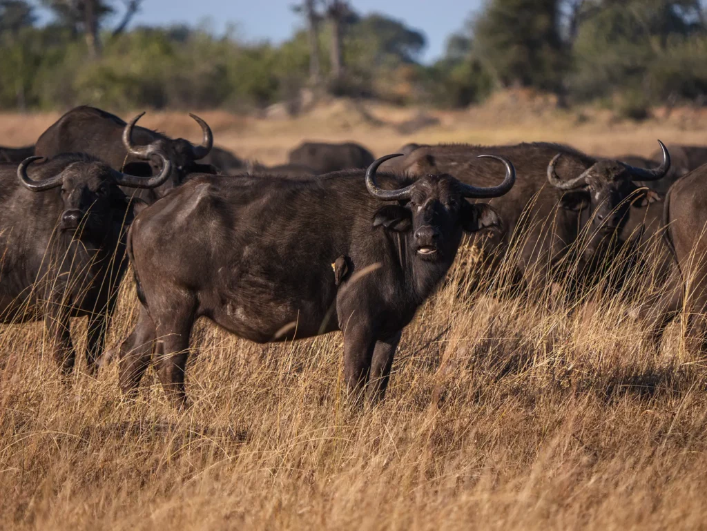 Buffalo in Moremi Game Reserve, Botswana