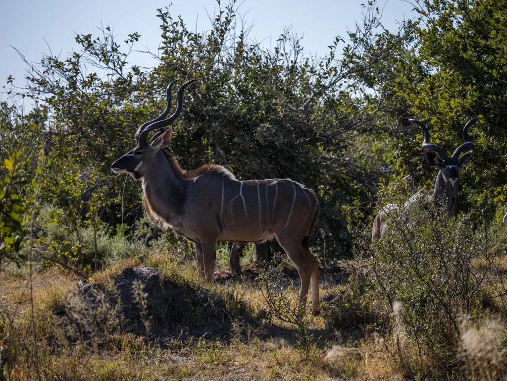 A rare greater kudu, Moremi, Botswana