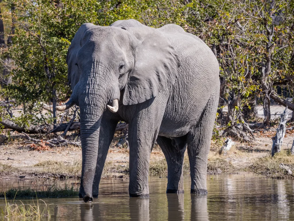 Bull elephant in Moremi Game Reserve, Botswana