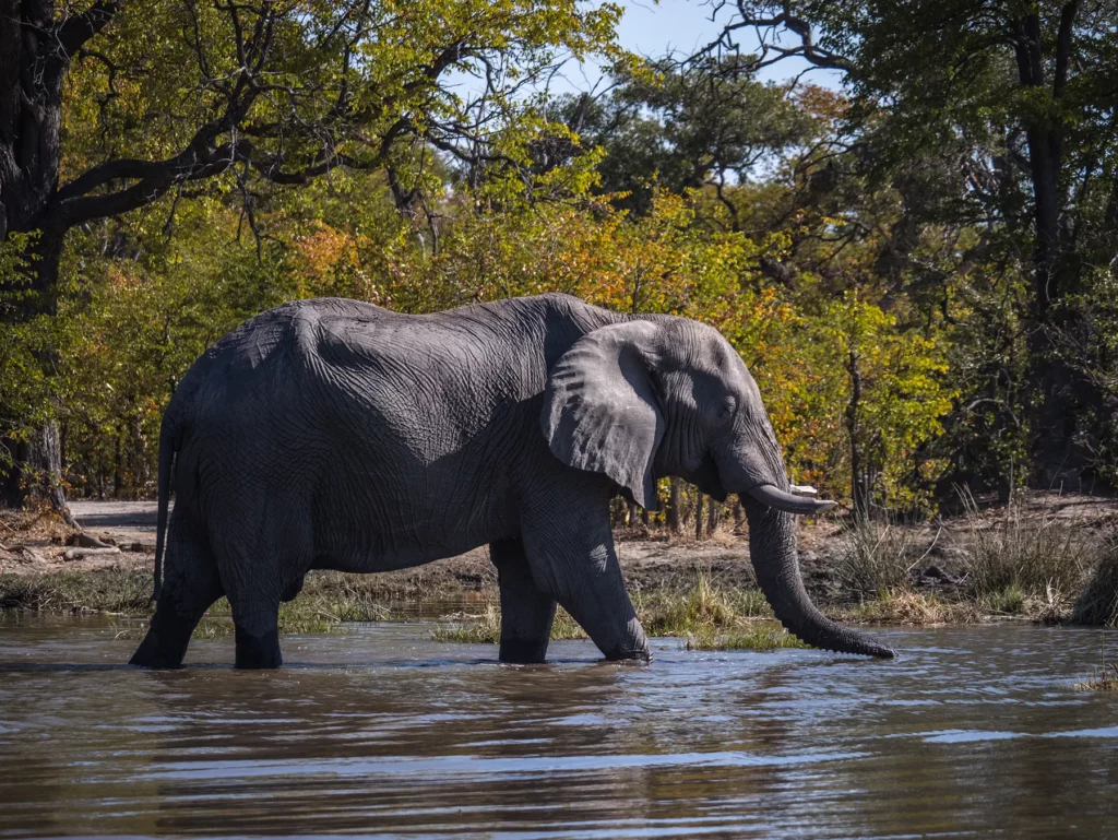 Bull elephant in Moremi Game Reserve, Botswana