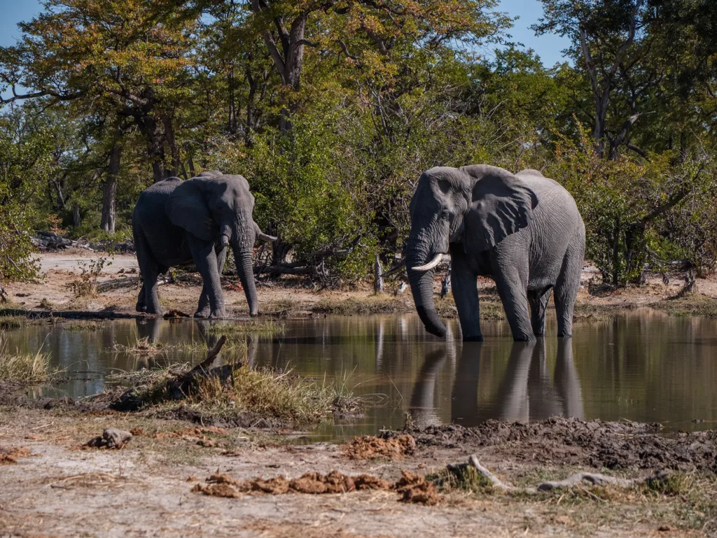 Elephants drinking from water hole, Moremi Game Reserve, Botswana