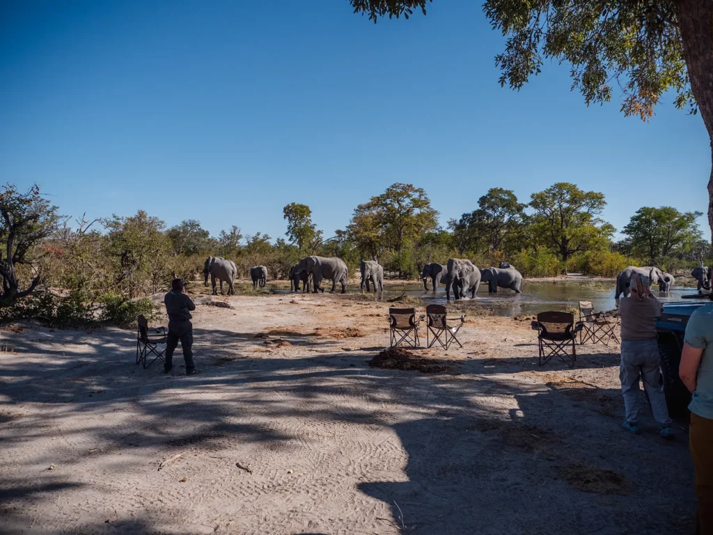 We were lucky to have a experienced guide (left) to skilfully handle an elephant who decided to mock charge. Moremi, Botswana