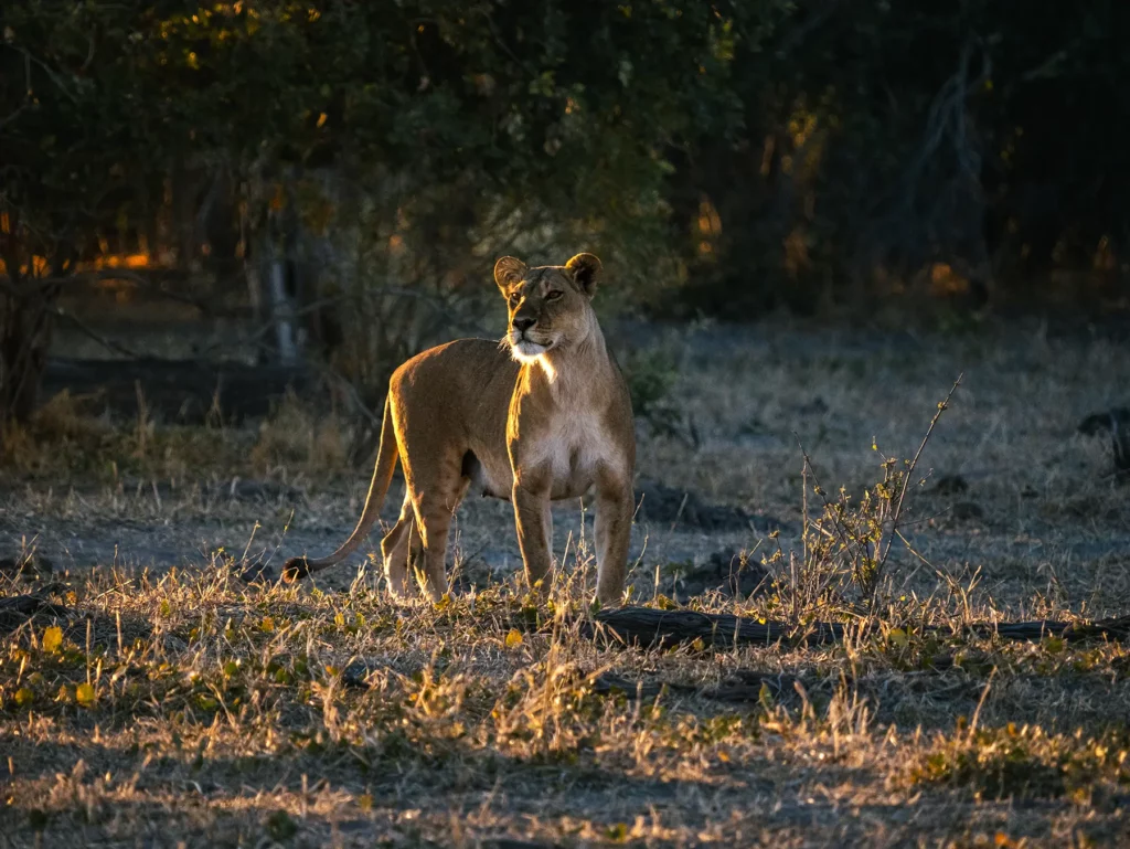 Lioness hunting in Savuti, Chobe National Park, Botswana
