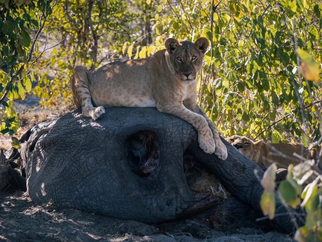 Lion cub sat on the carcass of an elephant who we think died of old age. Savuti, Chobe National Park, Botswana