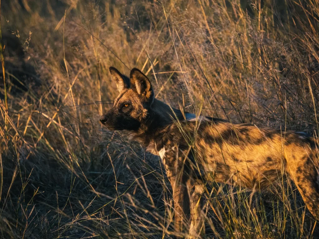 Wild dog in Savuti, Chobe National Park, Botswana