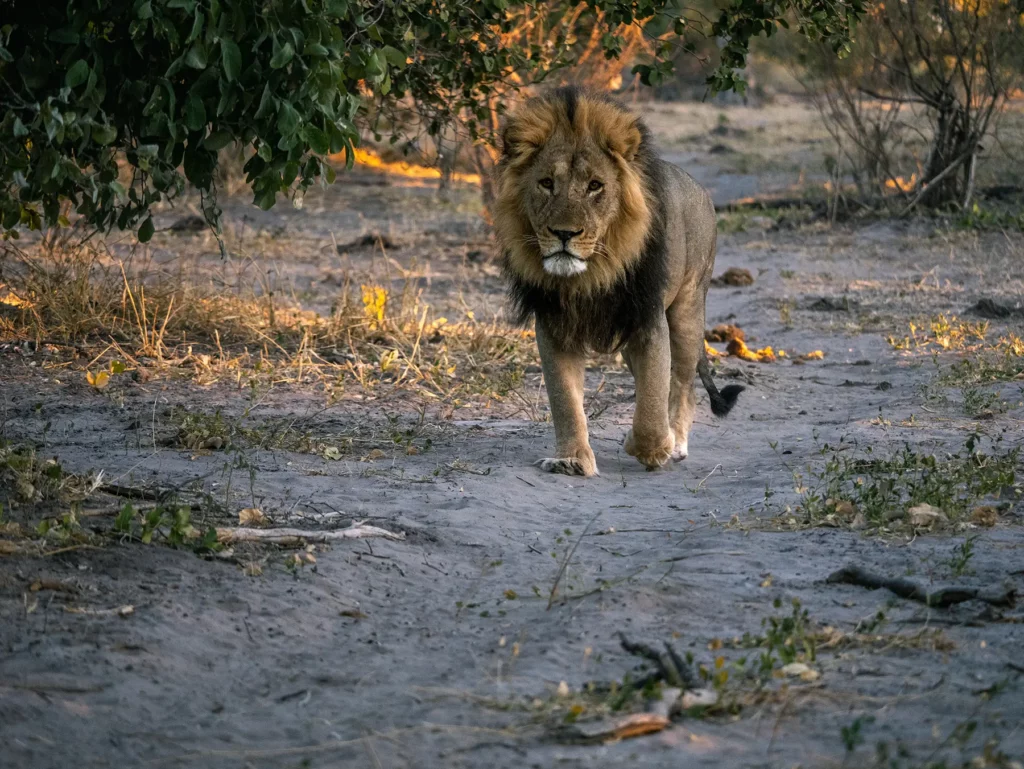Lion in Savuti, Chobe National Park, Botswana