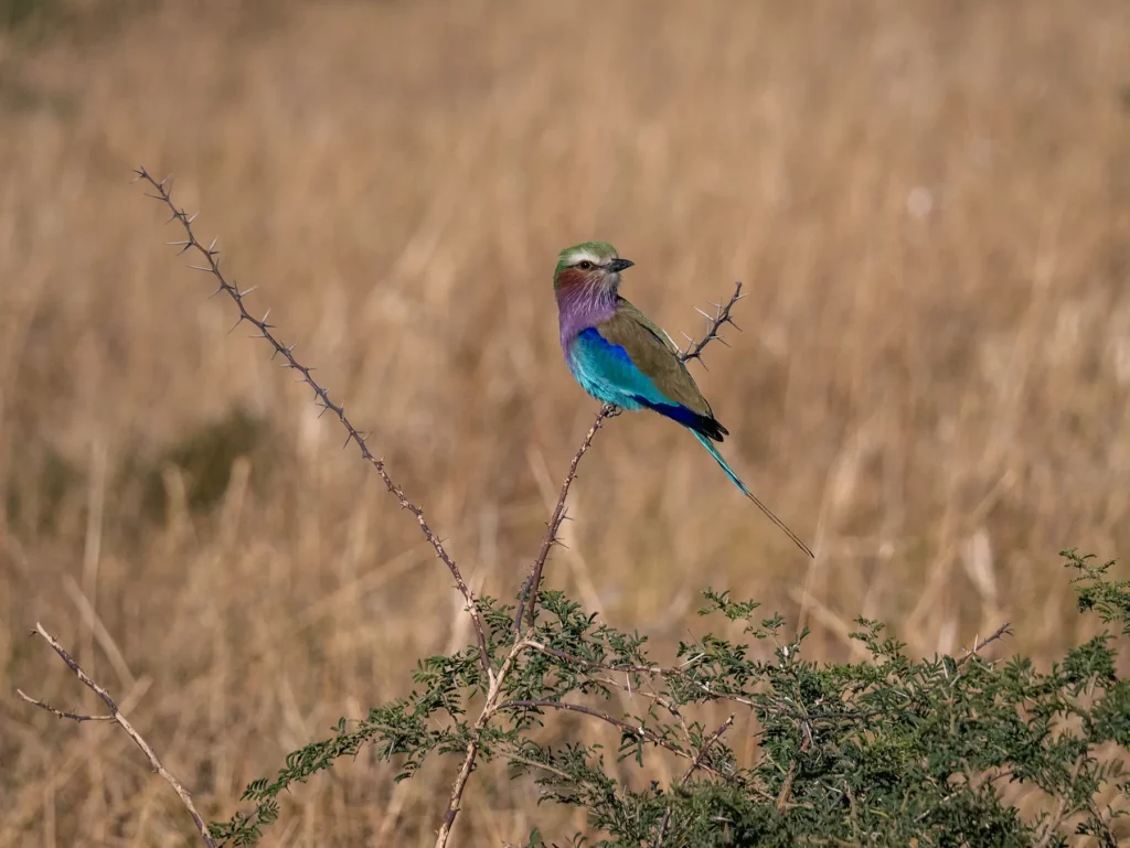 Lilac-breasted roller in Savuti, Chobe National Park, Botswana
