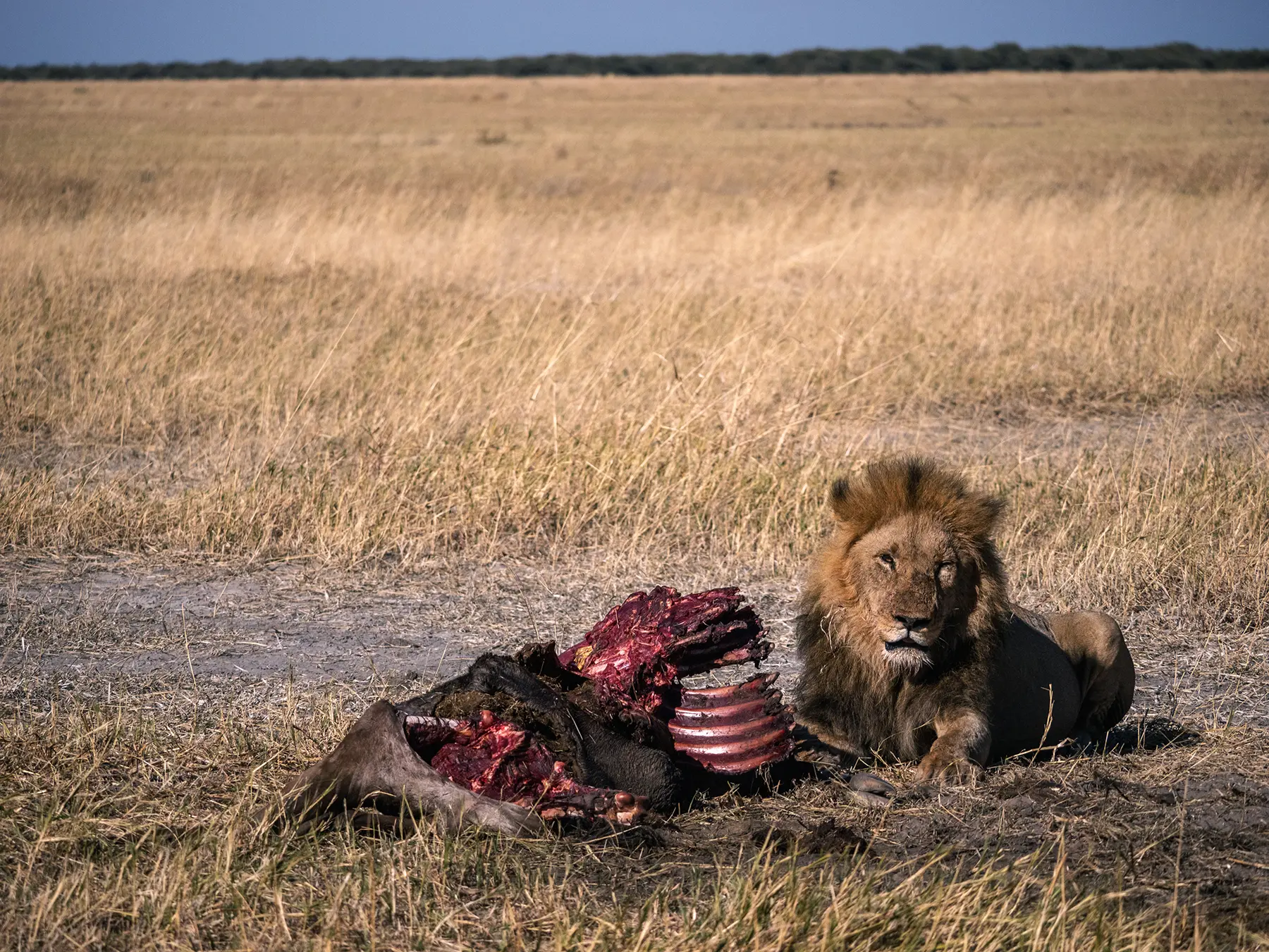 Lion with wildebeest kill in Savuti, Chobe National Park, Botswana
