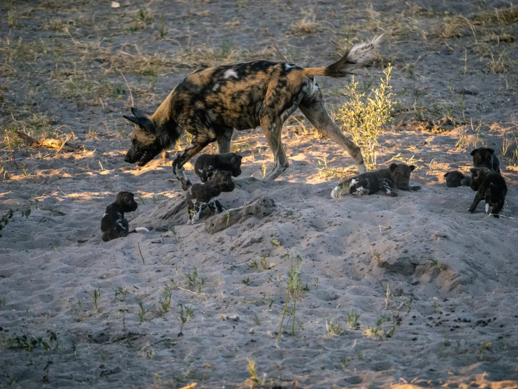 Wild dog with pups, Savuti, Chobe National Park, Botswana