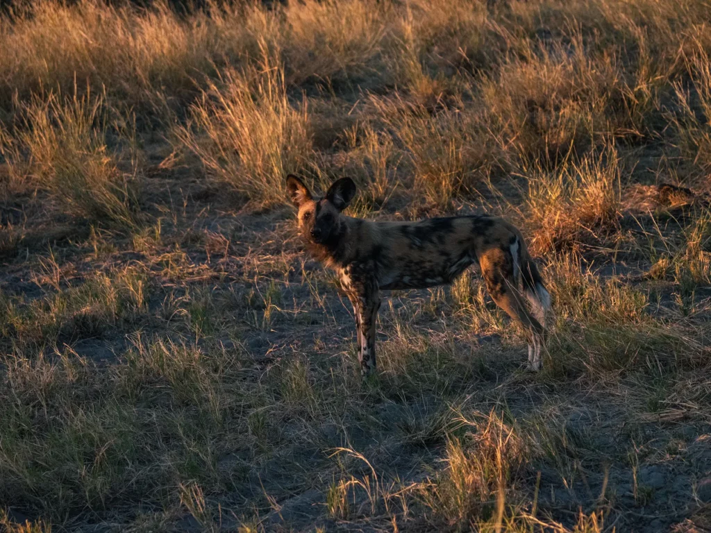 Wild dog, Savuti, Chobe National Park, Botswana