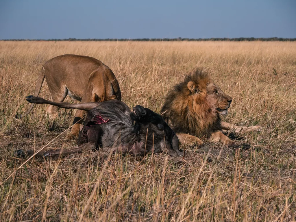 Lion and Lioness with wildebeest kill in Savuti, Chobe National Park, Botswana