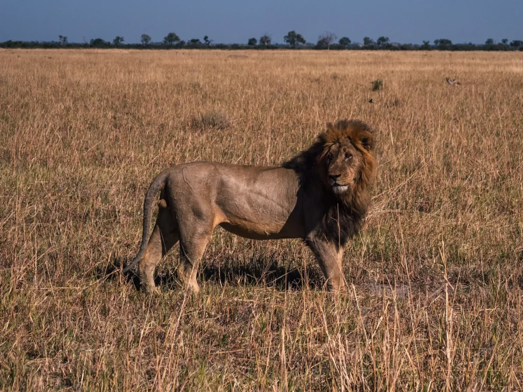 Lion in Savuti, Chobe National Park, Botswana