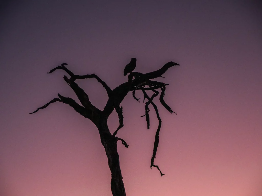 Africa's largest owl, the verreaux's eagle-owl in Savuti, Chobe National Park, Botswana