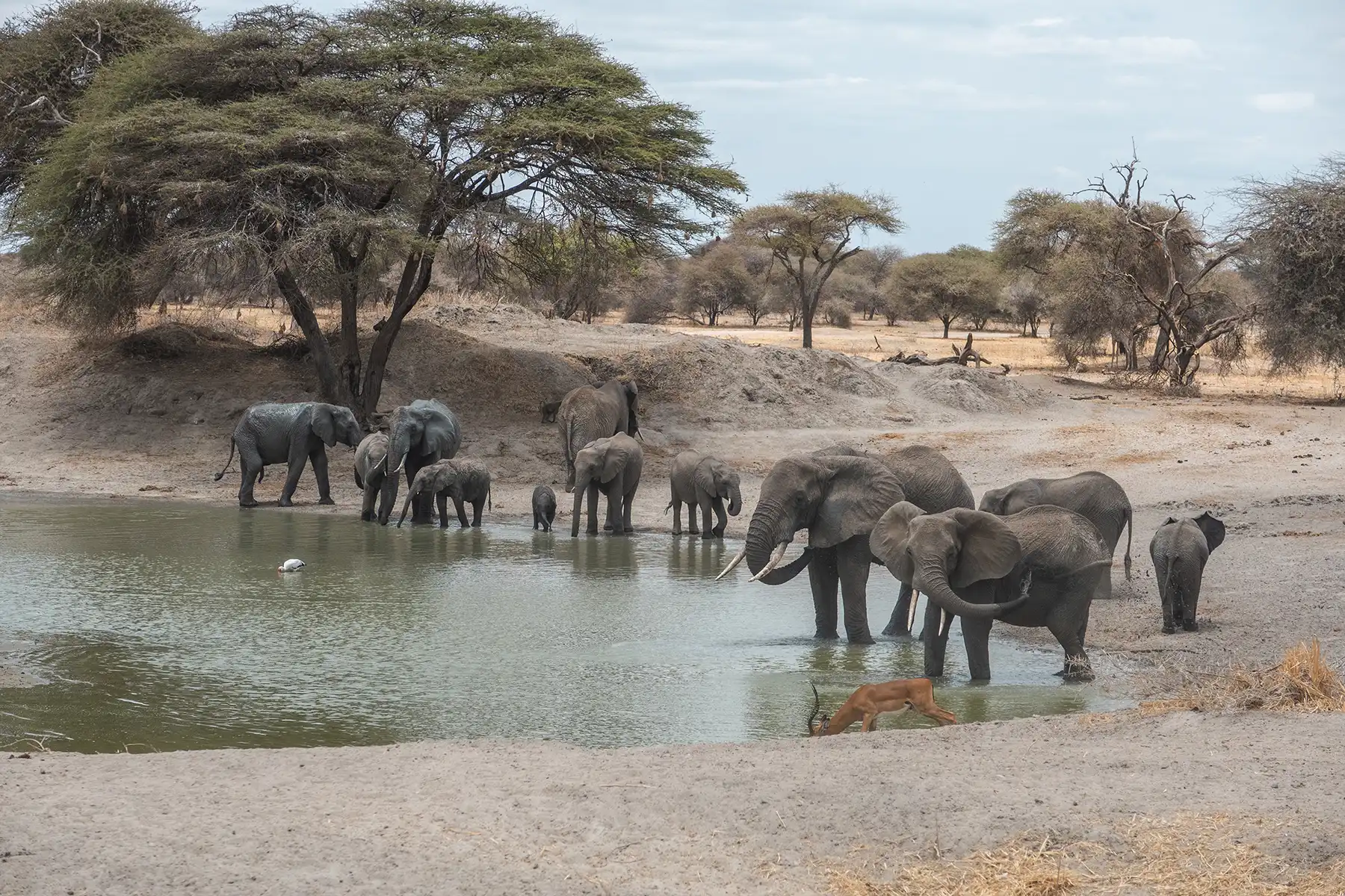 Elephants drinking from a water hole in Tarangire National Park, Tanzania