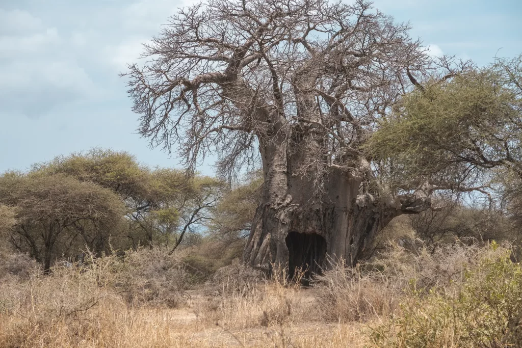 One of Tarangire's ancient baobab trees in Tanzania