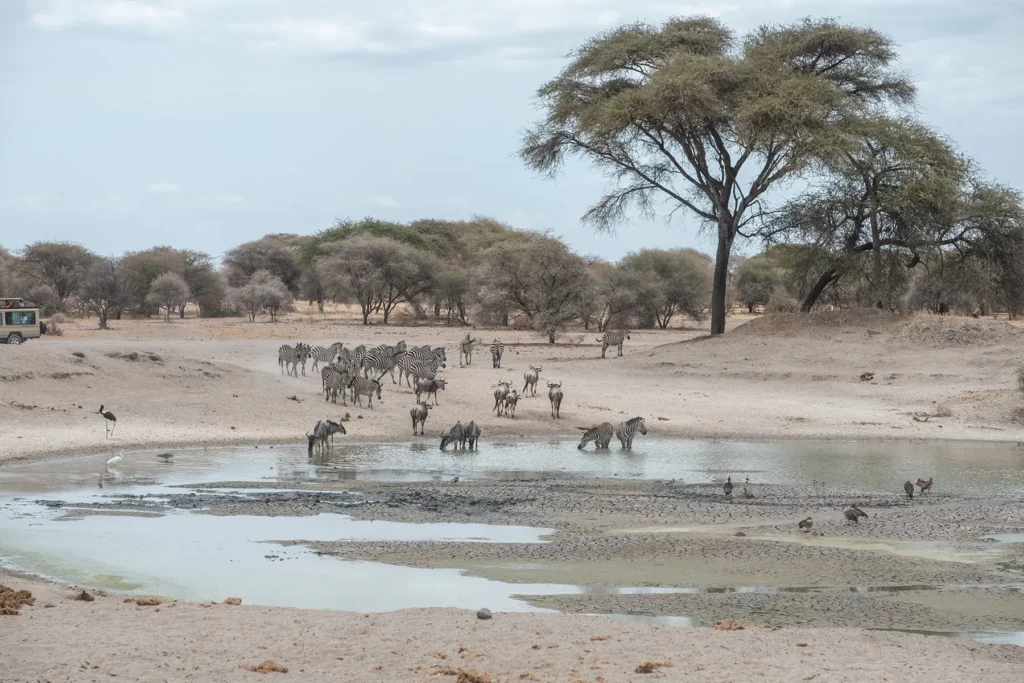 Zebras and wildebeests at a water hole in Tarangire National Park, Tanzania