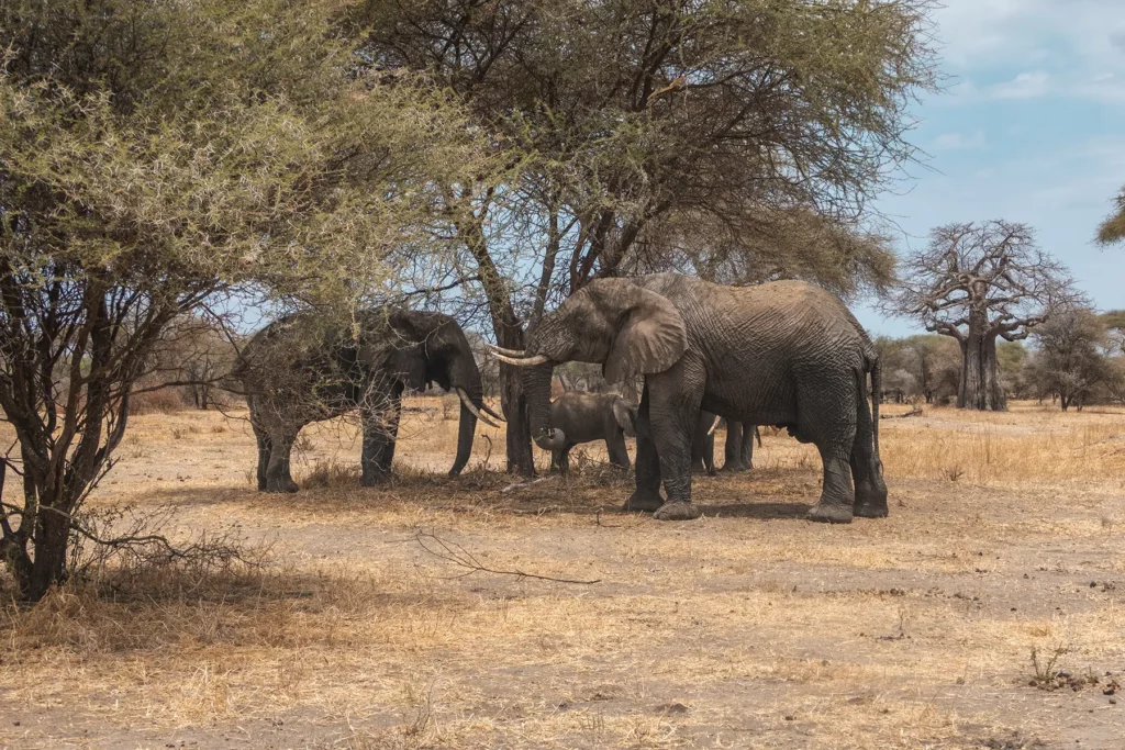 Elephants with a giant baobab tree to the right in the background. Tarangire National Park, Tanzania