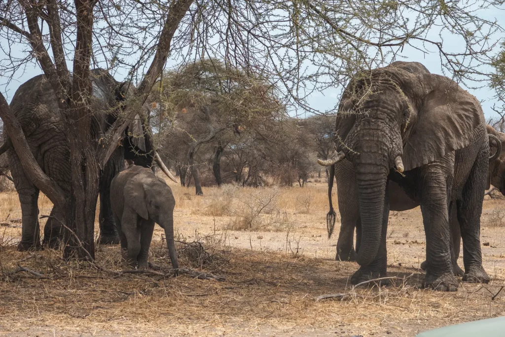 Bull elephant and calf in Tarangire National Park, Tanzania