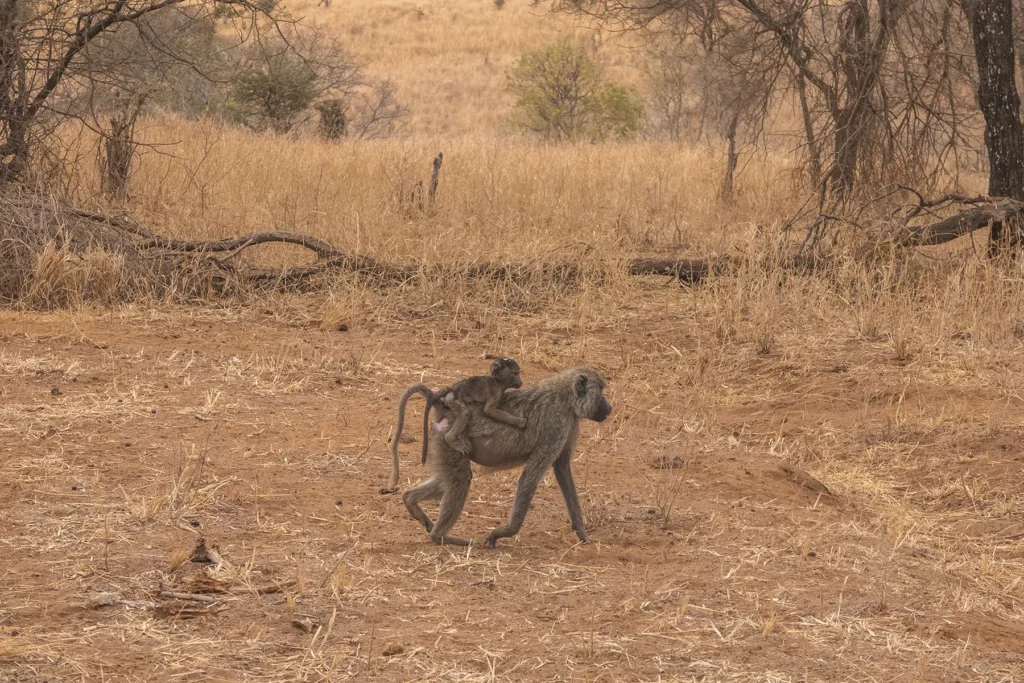 Baboon with baby in Tarangire National Park, Tanzania