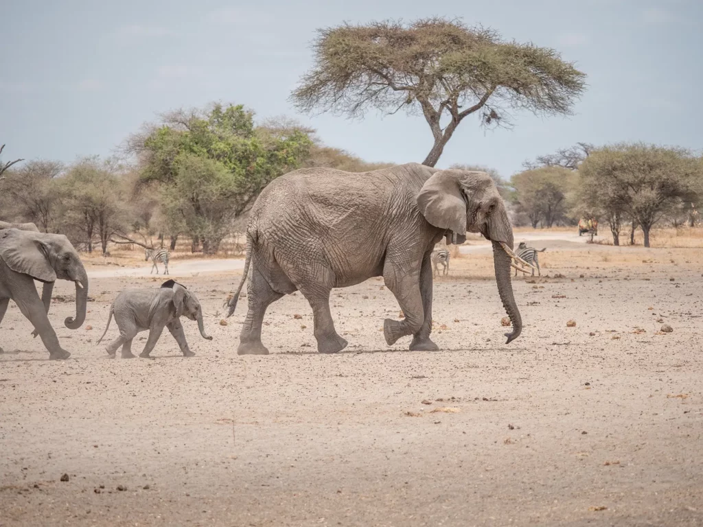 Elephants with calf in Tarangire National Park, Tanzania