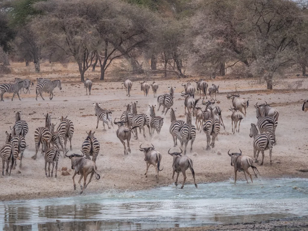 Zebras ad wildebeests in Tarangire National Park, Tanzania