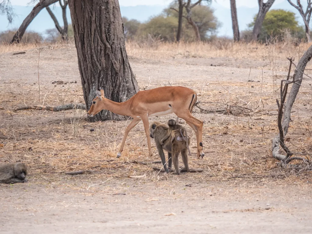 Baboon carrying baby and impala Tarangire National Park, Tanzania