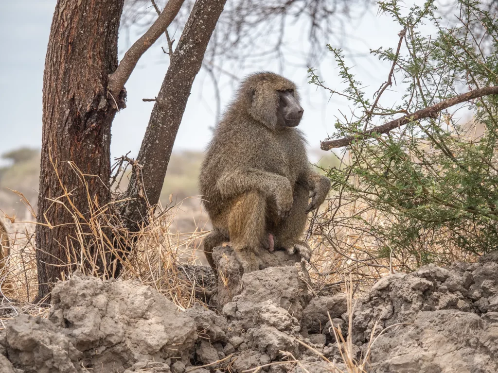 Baboon in Tarangire National Park, Tanzania