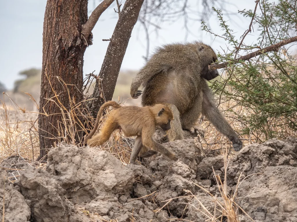 Baboon with baby in Tarangire National Park, Tanzania