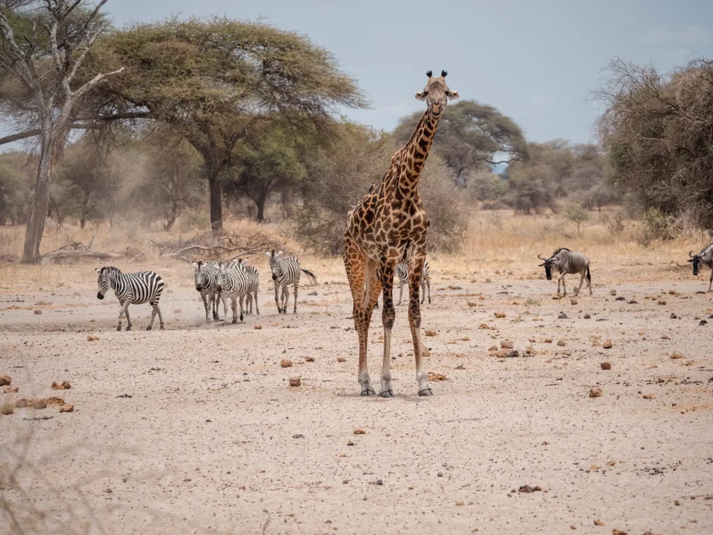 Giraffe in Tarangire National Park, Tanzania