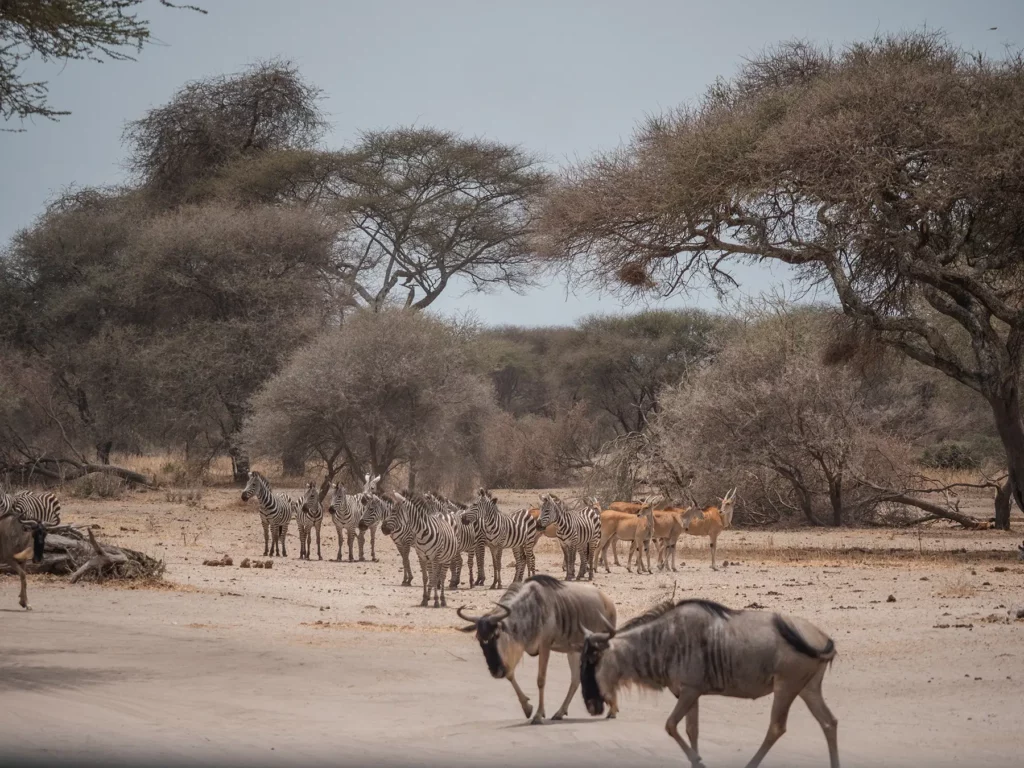 Zebras, eland and wildebeest in Tarangire National Park, Tanzania